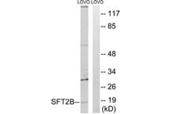 Vesicle Transport Protein SFT2B (SFT2B) (AA 61-110) 抗体