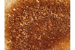 ABIN6259715 and ABIN6273029 at 1/100 staining Mouse colon tissue by IHC-P. (ACADS 抗体  (C-Term))