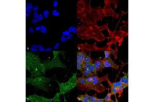 Immunocytochemistry/Immunofluorescence analysis using Rabbit Anti-ATG3 Polyclonal Antibody . (ATG3 抗体  (PerCP))