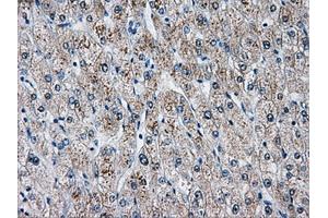 Immunohistochemistry (IHC) image for anti-Aldo-Keto Reductase Family 1, Member A1 (Aldehyde Reductase) (AKR1A1) antibody (ABIN1496543) (AKR1A1 抗体)