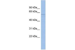 WB Suggested Anti-MCOLN3 Antibody Titration:  0. (Mucolipin 3 抗体  (Middle Region))