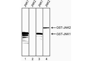 Western blot analysis of bacterial lysates expressing human JNK1 or JNK2 GST fusion proteins. (JNK1/2 抗体)