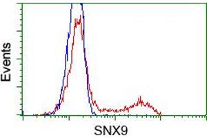 Image no. 1 for anti-Sorting Nexin 9 (SNX9) antibody (ABIN1501045) (SNX9 抗体)