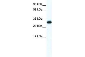 Annexin A5 antibody used at 0. (Annexin V 抗体  (N-Term))