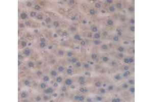 IHC-P analysis of Rat Tissue, with DAB staining. (TCL1A 抗体  (AA 6-112))