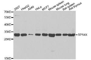 Western blot analysis of extracts of various cell lines, using RPS4X antibody. (RPS4X 抗体  (AA 66-263))