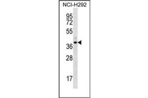 Western blot analysis of OR5I1 Antibody (C-term) in NCI-H292 cell line lysates (35ug/lane). (OR5I1 抗体  (C-Term))