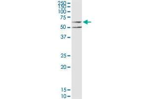 CHRM3 MaxPab polyclonal antibody. (CHRM3 抗体  (AA 1-590))