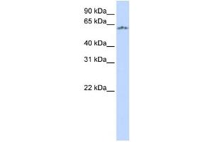 Western Blotting (WB) image for anti-Neuronal PAS Domain Protein 1 (NPAS1) antibody (ABIN2457973) (NPAS1 抗体)