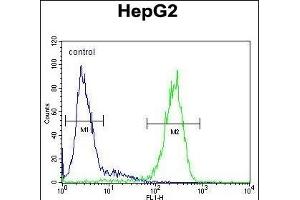 SERPINH1 Antibody (C-term) (ABIN391547 and ABIN2841496) flow cytometric analysis of HepG2 cells (right histogram) compared to a negative control cell (left histogram). (SERPINH1 抗体  (C-Term))