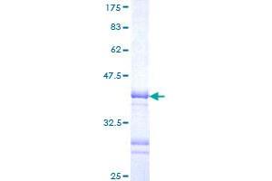 LHX3 Protein (AA 228-316) (GST tag)