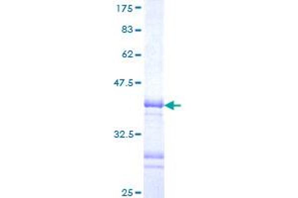 LHX3 Protein (AA 228-316) (GST tag)