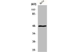 Western Blot analysis of HuvEc cells using MRP-S27 Polyclonal Antibody (MRPS27 抗体  (N-Term))