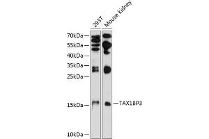 Western blot analysis of extracts of various cell lines, using TBP3 antibody (ABIN6132715, ABIN6148871, ABIN6148872 and ABIN6224780) at 1:1000 dilution. (TAX1BP3 抗体  (AA 1-124))