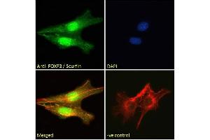 Immunofluorescence (IF) image for anti-Forkhead Box P3 (FOXP3) (C-Term) antibody (ABIN185239)