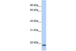Western Blotting (WB) image for anti-Transmembrane Protein 35 (TMEM35) antibody (ABIN2459318) (TMEM35 抗体)