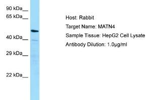 Host: RabbitTarget Name: MATN4Antibody Dilution: 1. (MATN4 抗体  (N-Term))