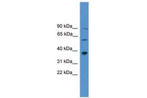 Image no. 1 for anti-Paired-Like Homeodomain 1 (PITX1) (AA 160-209) antibody (ABIN6745407) (PITX1 抗体  (AA 160-209))