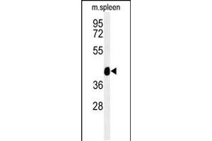 Western blot analysis of TEKT4 Antibody in mouse spleen tissue lysates (35ug/lane) (Tektin 4 抗体  (AA 132-161))