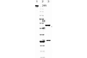 SDS PAGE of Mouse anti-GFP antibody. (GFP 抗体  (GFP tag))