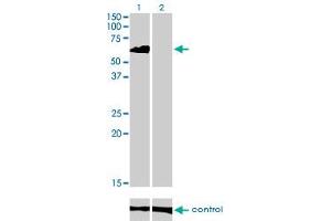 Western blot analysis of EIF4G3 over-expressed 293 cell line, cotransfected with EIF4G3 Validated Chimera RNAi (Lane 2) or non-transfected control (Lane 1). (EIF4G3 抗体  (AA 1-515))