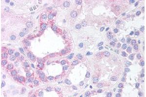 Human Renal Tubular Epithelium (formalin-fixed, paraffin-embedded) stained with NOXO1 antibody ABIN297330 at 10 ug/ml followed by biotinylated anti-goat IgG secondary antibody ABIN481715, alkaline phosphatase-streptavidin and chromogen. (NOXO1 抗体  (AA 363-376))