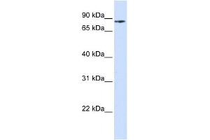 PIK3R5 antibody used at 1 ug/ml to detect target protein. (PIK3R5 抗体  (N-Term))