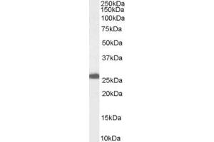 Western Blotting (WB) image for anti-Progesterone Receptor Membrane Component 1 (PGRMC1) (C-Term) antibody (ABIN2466103) (PGRMC1 抗体  (C-Term))