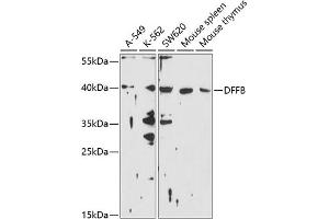 Western blot analysis of extracts of various cell lines, using DFFB antibody (ABIN6130028, ABIN6139552, ABIN6139553 and ABIN6214240) at 1:1000 dilution. (DFFB 抗体  (AA 109-338))