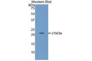 Western blot analysis of the recombinant protein. (APOC3 抗体  (AA 21-99))