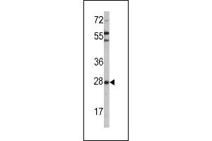 Western blot analysis of OPRS1 (arrow) using rabbit polyclonal OPRS1 Antibody (N-term) (ABIN389221 and ABIN2839374). (SIGMAR1 抗体  (N-Term))