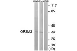 Western blot analysis of extracts from LOVO/A549 cells, using OR2M2 Antibody. (OR2M2 抗体  (AA 281-330))