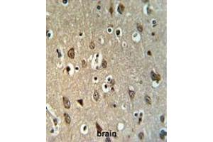 UPK1B Antibody (Center) IHC analysis in formalin fixed and paraffin embedded brain tissue followed by peroxidase conjugation of the secondary antibody and DAB staining. (Uroplakin 1B 抗体  (Middle Region))