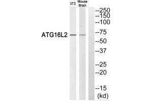 Western blot analysis of extracts from 3T3 cells and mouse brain cells, using ATG16L2 antibody. (ATG16L2 抗体)