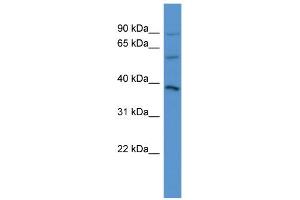 WB Suggested Anti-NETO1 Antibody Titration: 0. (NETO1 抗体  (C-Term))