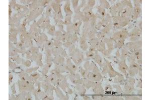 Image no. 4 for anti-Cytoglobin (CYGB) (AA 1-191) antibody (ABIN466266) (CYGB 抗体  (AA 1-191))