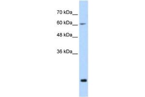 Western Blotting (WB) image for anti-Fused in Sarcoma (FUS) antibody (ABIN2462078) (FUS 抗体)