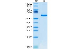 Apelin Protein (APLN) (AA 23-77) (Fc Tag)