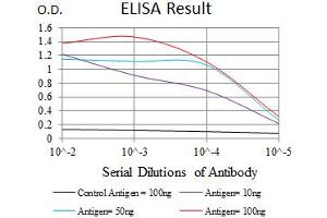 Image no. 5 for anti-Calcium/calmodulin-Dependent Protein Kinase IV (CAMK4) antibody (ABIN1491438) (CAMK4 抗体)