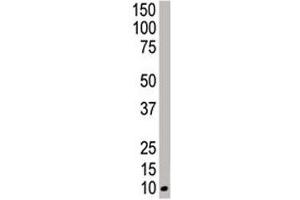 Western Blotting (WB) image for anti-Neural Precursor Cell Expressed, Developmentally Down-Regulated 8 (NEDD8) (AA 1-32) antibody (ABIN3031967)