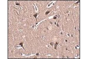 Immunohistochemistry of MIPU1 in human brain tissue with this product at 2. (ZNF667 抗体  (N-Term))