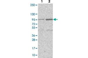 Western blot analysis of Lane 1: Negative control (vector only transfected HEK293T lysate). (PIGN 抗体)