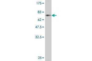 Western Blot detection against Immunogen (78. (SIRPA 抗体  (AA 28-507))