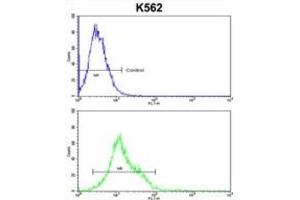 Flow Cytometry (FACS) image for anti-Heat Shock 105kDa/110kDa Protein 1 (HSPH1) antibody (ABIN3001677) (HSPH1 抗体)