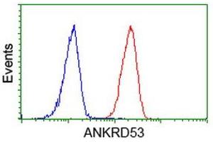 Image no. 3 for anti-Ankyrin Repeat Domain 53 (ANKRD53) (AA 1-300) antibody (ABIN1490721) (ANKRD53 抗体  (AA 1-300))