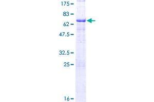MAGEA12 Protein (AA 1-314) (GST tag)