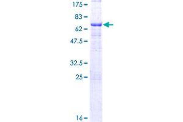 MAGEA12 Protein (AA 1-314) (GST tag)