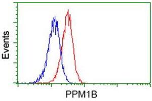 Flow Cytometry (FACS) image for anti-Protein Phosphatase, Mg2+/Mn2+ Dependent, 1B (PPM1B) antibody (ABIN1500374) (PPM1B 抗体)