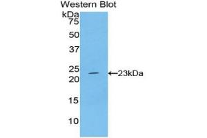Western blot analysis of the recombinant protein. (IFNB1 抗体  (AA 22-180))