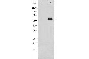 Western Blotting (WB) image for anti-Protein Kinase C, delta (PKCd) antibody (ABIN1844796) (PKC delta 抗体)